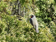 Calliope pectoralis