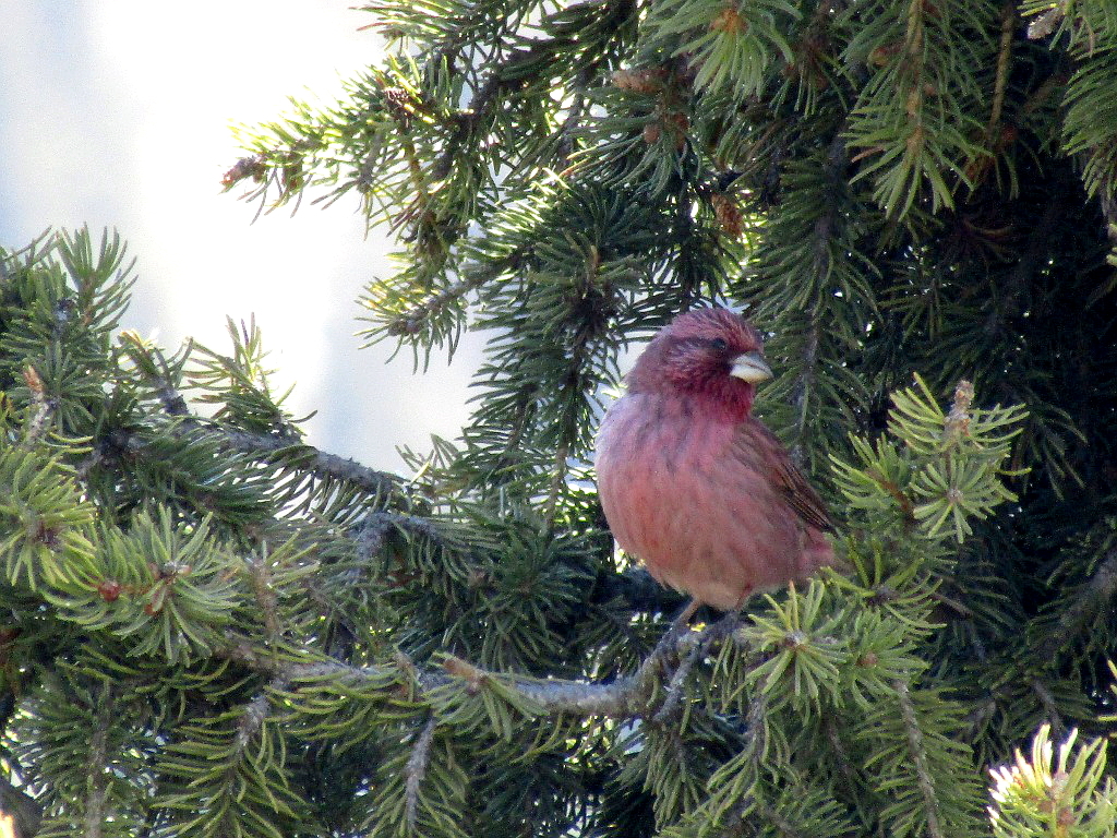 Red-mantled Rosefinch