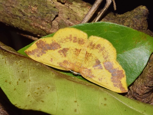 Ochroplutodes haturata