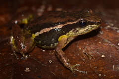 Leucostethus brachistriatus