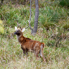 Rucervus duvaucelii