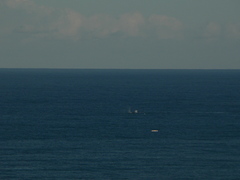 Megaptera novaeangliae