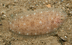 Aseraggodes lenisquamis