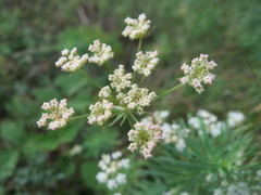 Peucedanum oreoselinum
