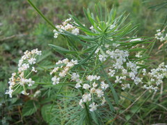 Peucedanum oreoselinum