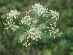 Peucedanum oreoselinum