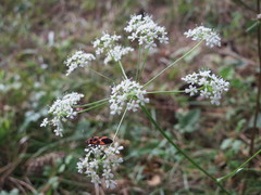 Peucedanum oreoselinum