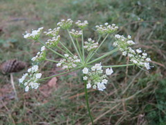 Peucedanum oreoselinum