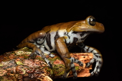 Cordillera Central Treefrog photo 3