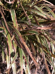 Rhynchosporium secalis