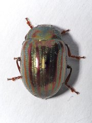 Chrysolina americana