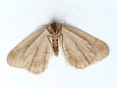 Operophtera brumata
