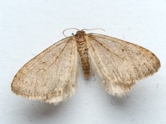 Operophtera brumata