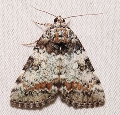 Catocala connubialis