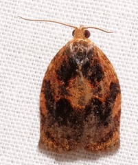 Archips infumatana