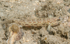 Istigobius hoesei