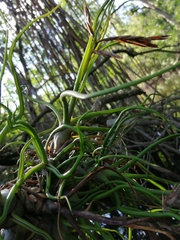 Tillandsia bulbosa
