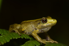 Pristimantis erythropleura