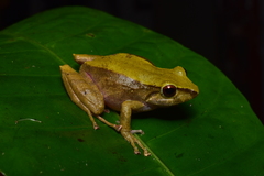 Pristimantis erythropleura
