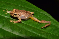 Pristimantis palmeri