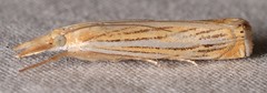 Crambus multilinellus