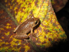 Pristimantis palmeri