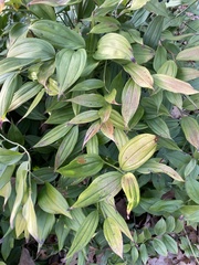 Disporum