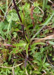 Silene nigrescens