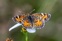 Phyciodes phaon phaon