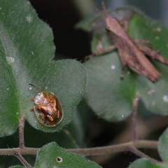 Helocassis flavorugosa