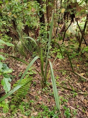 Phormium tenax