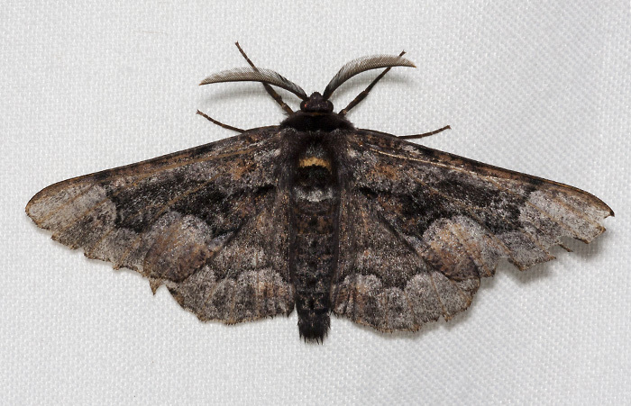 Phaeoura mexicanaria