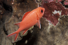 Whitetip Soldierfish photo 1