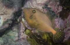 Meuschenia flavolineata