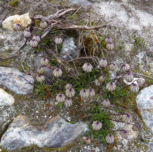 Silene nigrescens, 2017-08-16