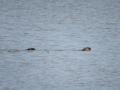 Hydrictis maculicollis