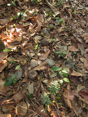 Bertholletia excelsa