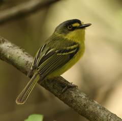 Todirostrum poliocephalum