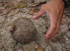 Bertholletia excelsa