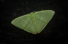 Urolitha bipunctifera