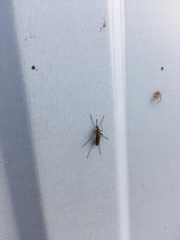 Culex pipiens