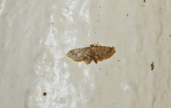 Idaea pervertipennis