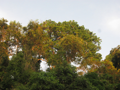 Bertholletia excelsa