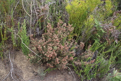 Erica trichadenia