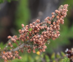 Erica trichadenia