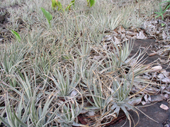 Dyckia