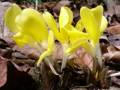 Goeppertia sciuroides