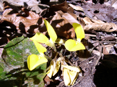 Goeppertia sciuroides