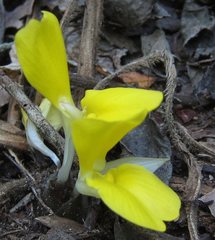 Goeppertia sciuroides