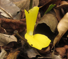 Goeppertia sciuroides
